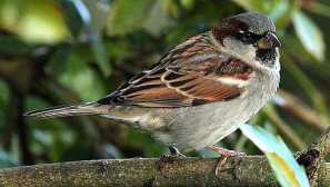 Sparrows: popis ptáka